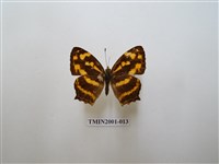 藏品(散紋盛蛺蝶)的圖片